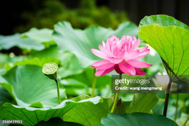 pink lotus flowers - fiore di loto foto e immagini stock
