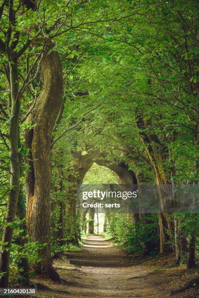 magical forest path and tree tunnel at sunrise on spring - light at the end of the tunnel stock pictures, royalty-free photos & images