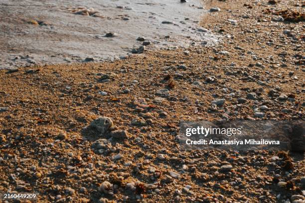Shell Near Ocean 5,754 Small Shells Stock Photos, High-Res Pictures, and Images - Getty ...