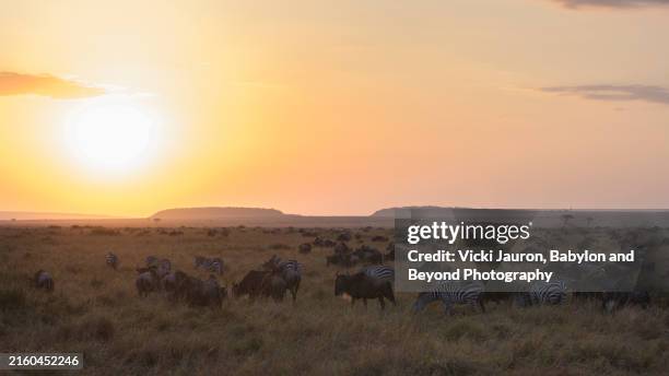 beautiful landscape filled with wildebeest migration at sunrise in the mara triangle - narok stock pictures, royalty-free photos & images
