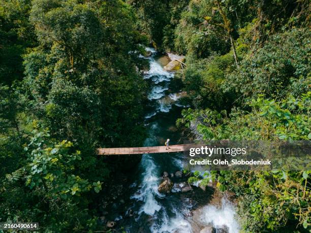 aerial view of woman crossing the bridge over the river in jungles - green bridge over trees stock pictures, royalty-free photos & images