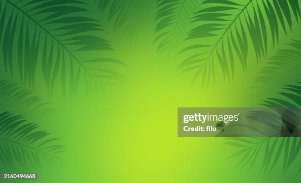 ilustrações de stock, clip art, desenhos animados e ícones de palm leaf frond summer green canopy tropical background - floresta pluvial
