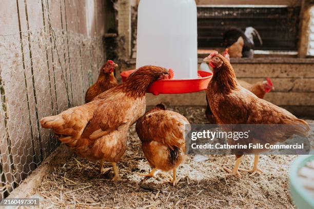 chickens drink from a hanging drinker - self sufficiency stock pictures, royalty-free photos & images