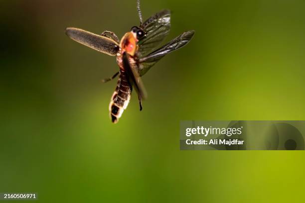 Extinct Fly 5,141 Extinct Plants Stock Photos, High-Res Pictures, and Images ...