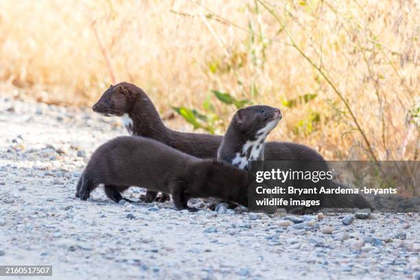 mink family portrait - weasel stock pictures, royalty-free photos & images
