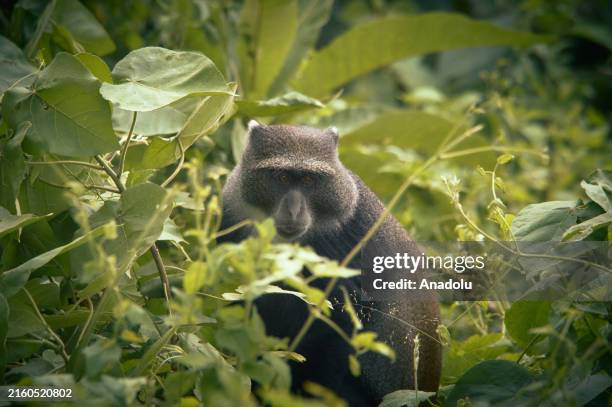 Sykes' monkey sits on top of a tree at Arusha National Park, located between Africa's highest mountain Kilimanjaro and Tanzania's second highest peak...