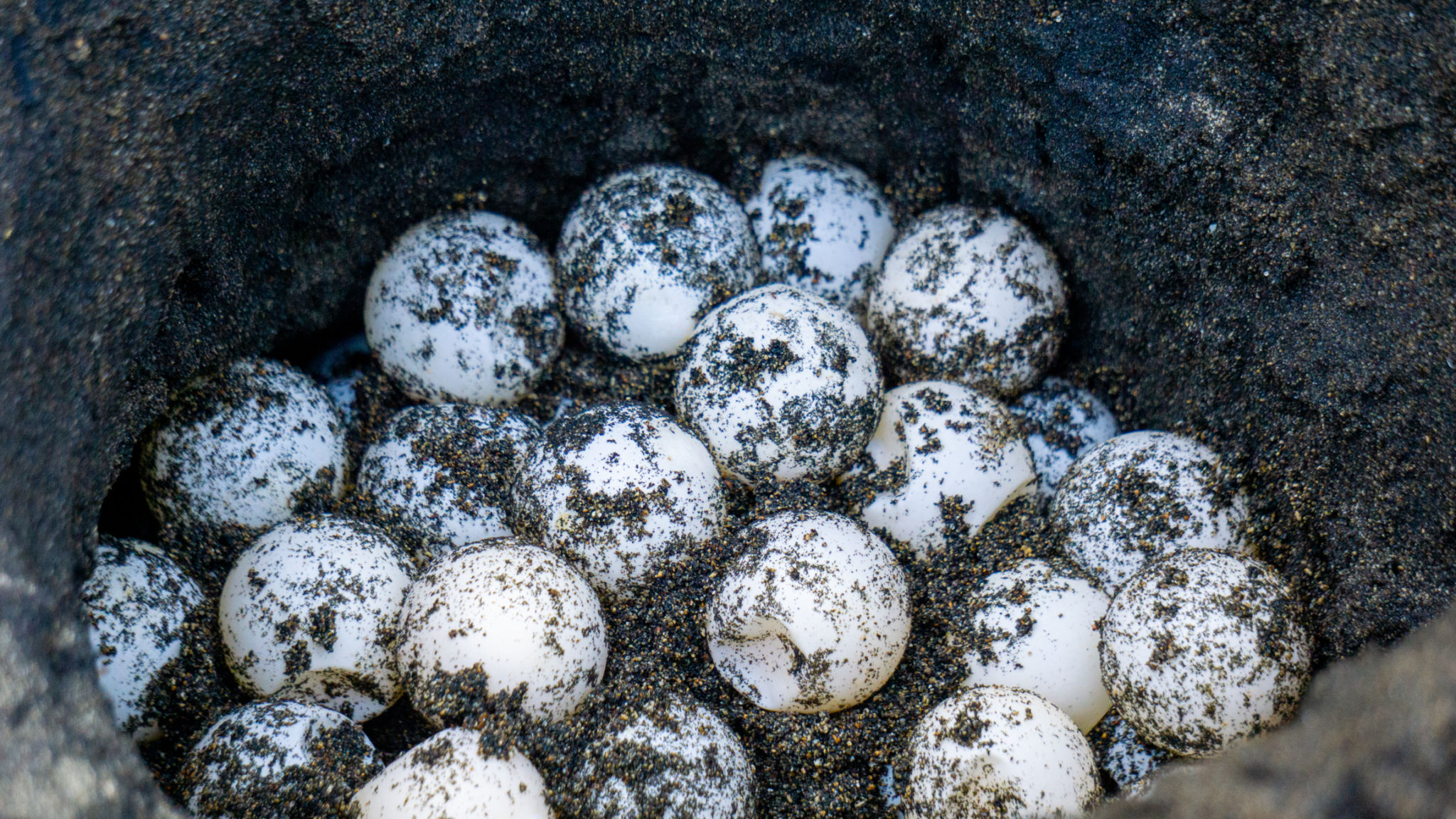 sea turtle nesting