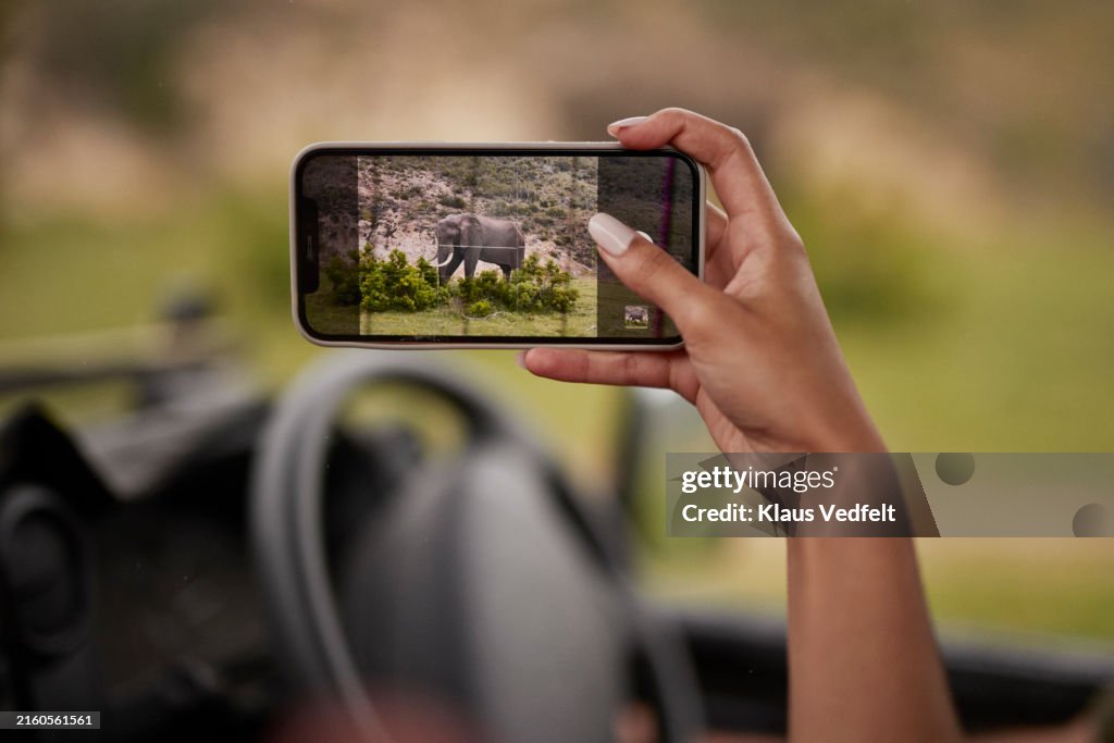 Hand of woman photographing elephant through smart phone