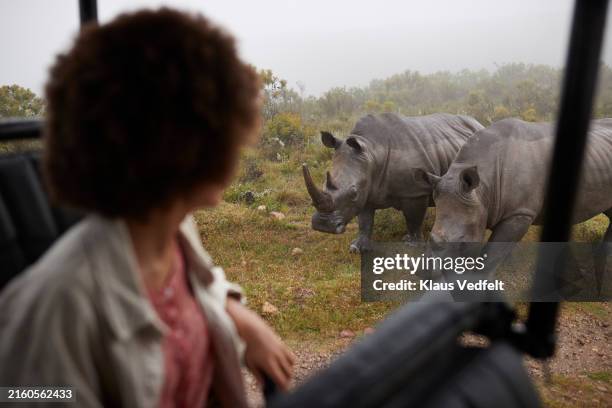 young woman watching rhinos from off-road safari vehicle - westliche kapprovinz stock-fotos und bilder