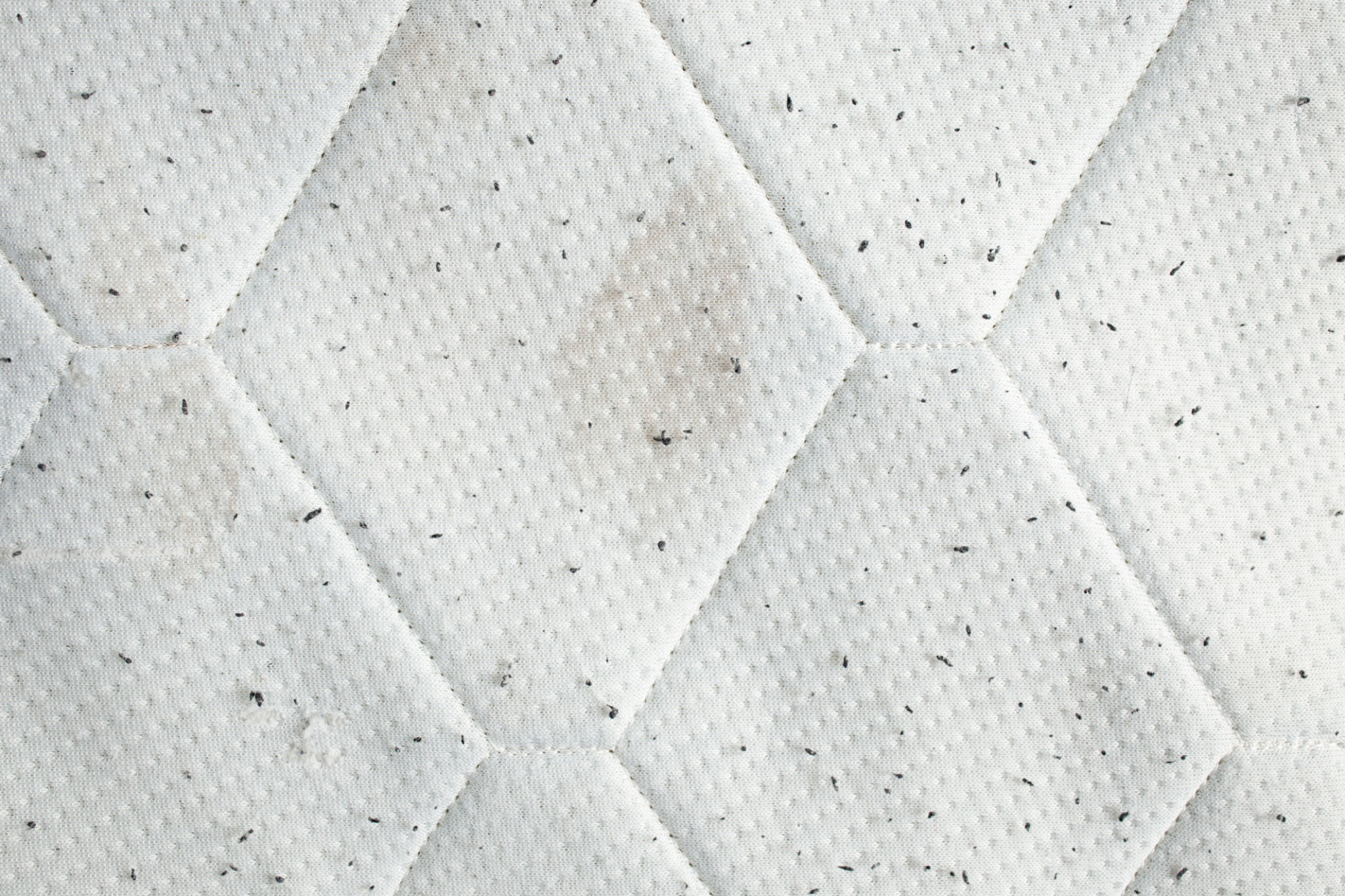 bed bug removal