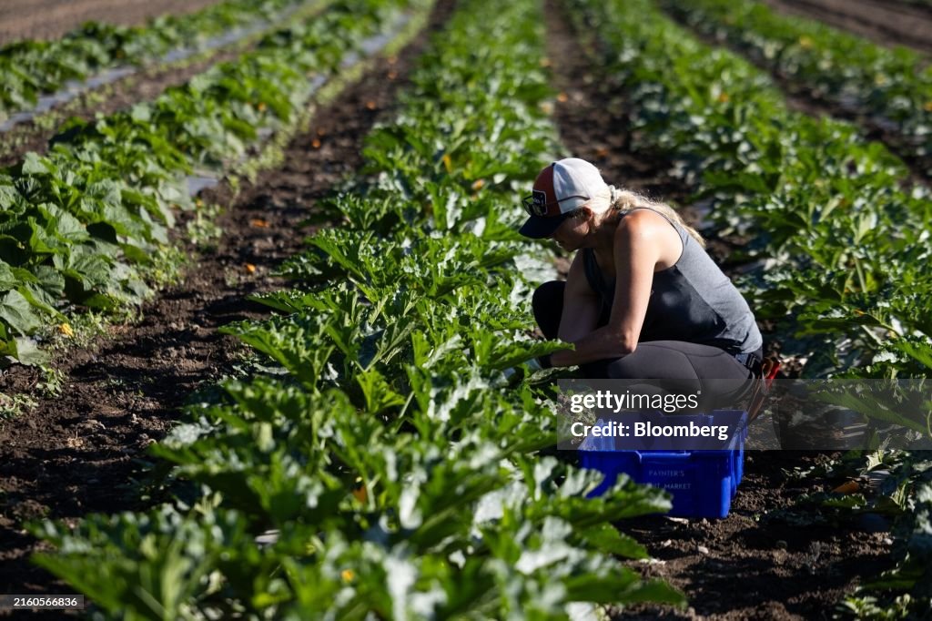Operations At An Okanagan Valley Fruit Farm