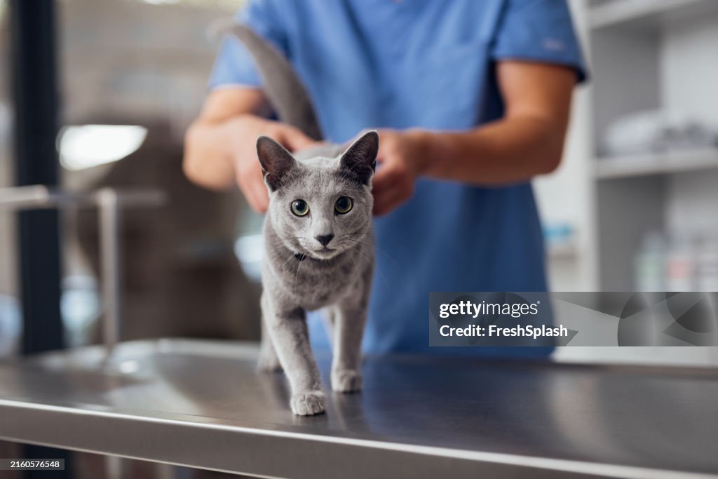 Tierarzt untersucht graue Katze auf Tierarzttisch in der Klinik