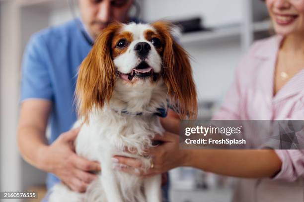 un vétérinaire examine un chien heureux lors d’un examen de routine - clinique vétérinaire photos et images de collection
