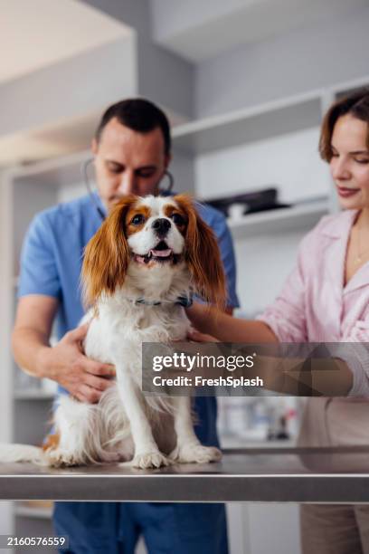 un vétérinaire examine un chien avec son propriétaire dans une clinique vétérinaire - vétérinaire photos et images de collection