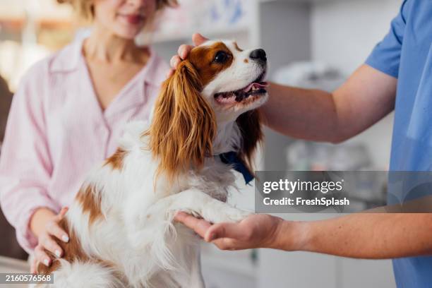 cavalier king charles spaniel à la clinique vétérinaire - clinique vétérinaire photos et images de collection