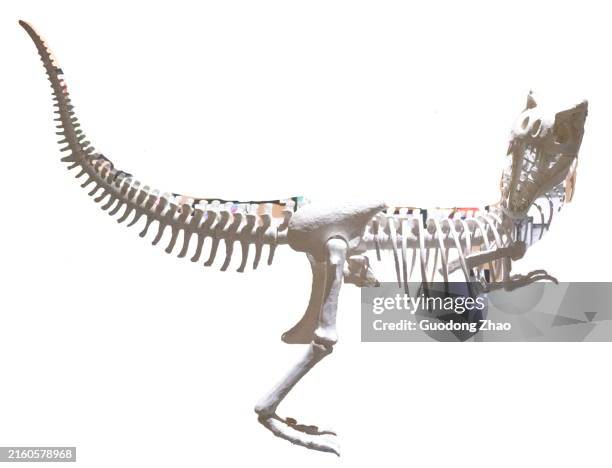 plastering-dinosaur skeleton - animal bone stock pictures, royalty-free photos & images