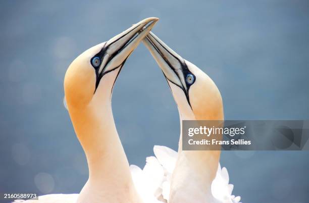 greeting ritual by northern gannets (morus bassanus) on helgoland, germany - gannet stock pictures, royalty-free photos & images
