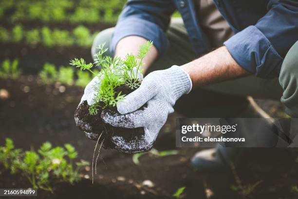 farmer holding soil with sprout in his hands - gardening stock pictures, royalty-free photos & images