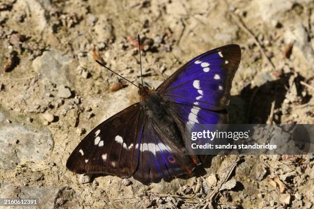 a rare male purple emperor butterfly, apatura iris, feeding on minerals on the ground in woodland. - emperor stock pictures, royalty-free photos & images