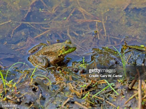 True Frogs Example 351 True Frog Stock Photos, High-Res Pictures, and Images - Getty Images