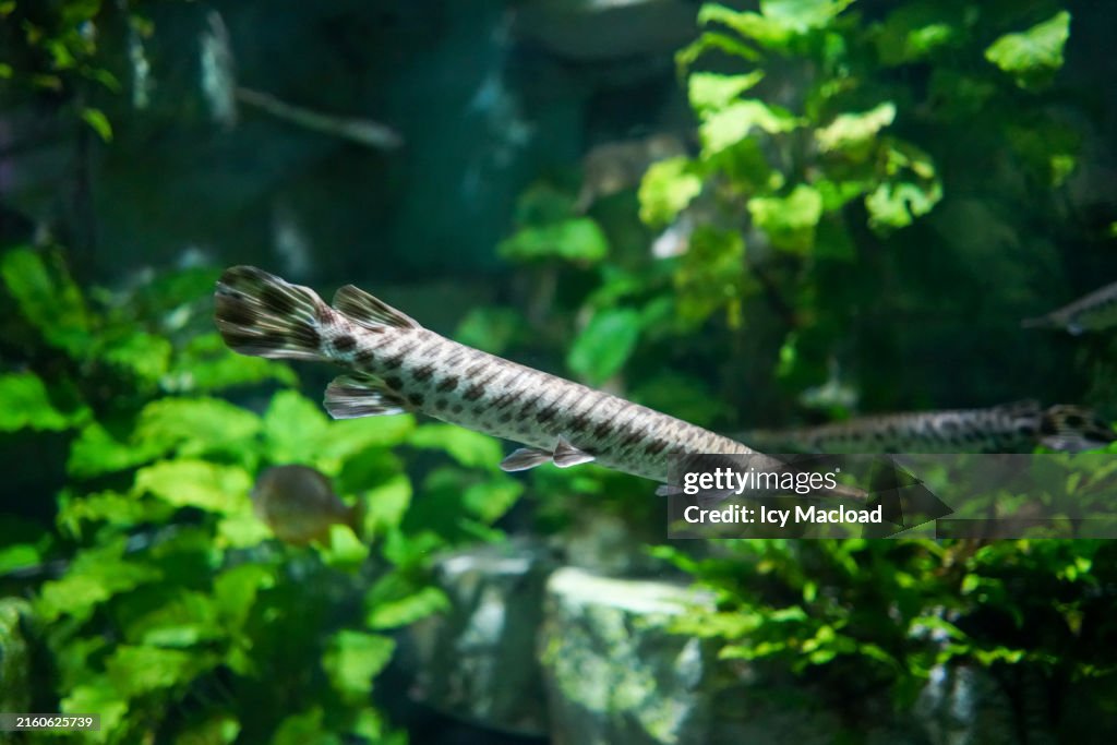 Spotted Gar, this species is known for its long, slender body and distinctive pattern of dark spots along its sides