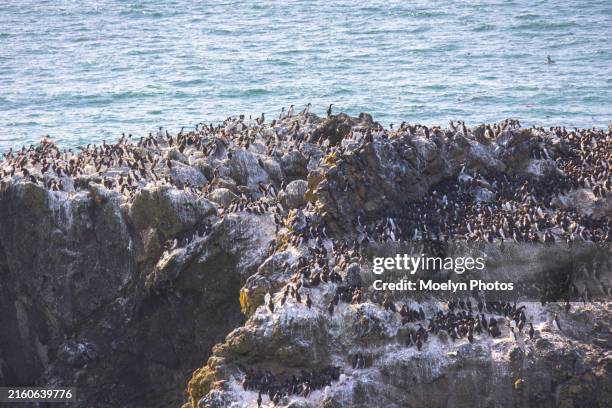 Define Rookery 4,107 A Rookery Stock Photos, High-Res Pictures, and Images - Getty Images