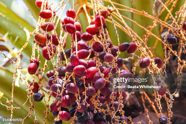 ripe dates on a palm tree - date palm stock pictures, royalty-free photos & images
