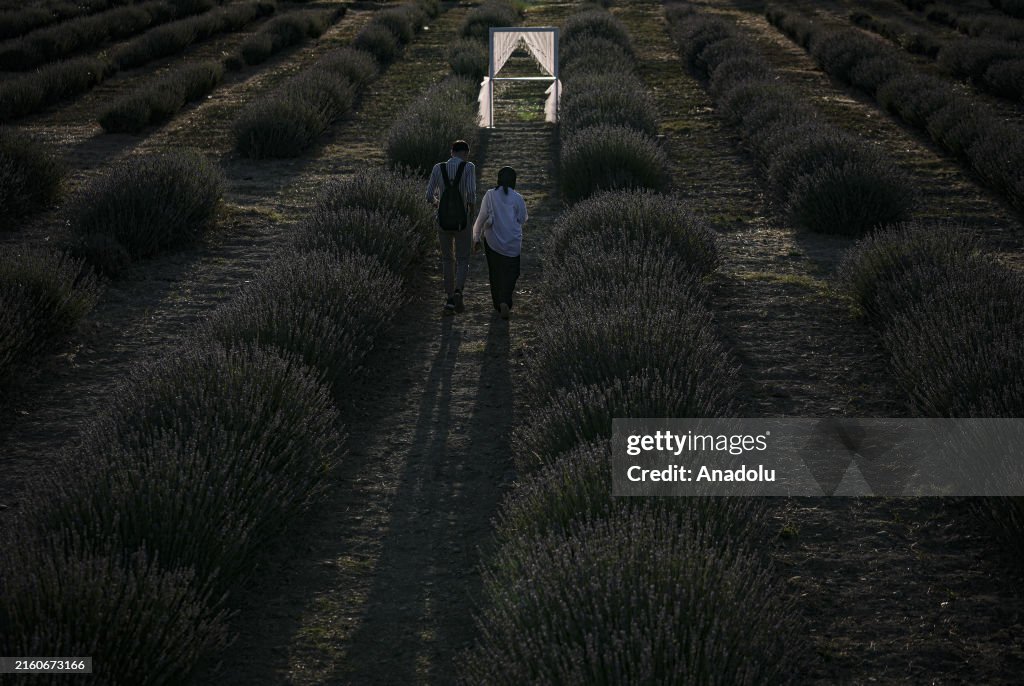 Mamak Lavender garden attracts visitors and pollinators with natural beauty and smell in Turkish capital