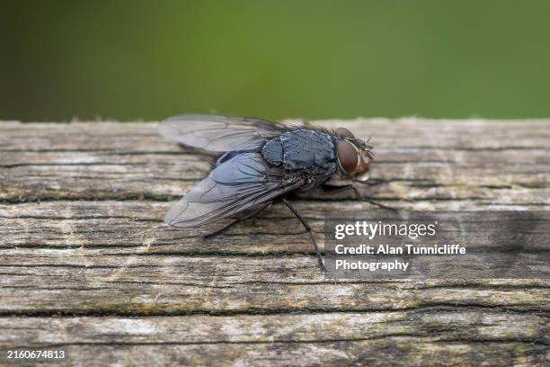 common fly - housefly stock pictures, royalty-free photos & images