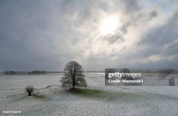 tree on floodlands of river waal, netherlands - polar climate stock pictures, royalty-free photos & images