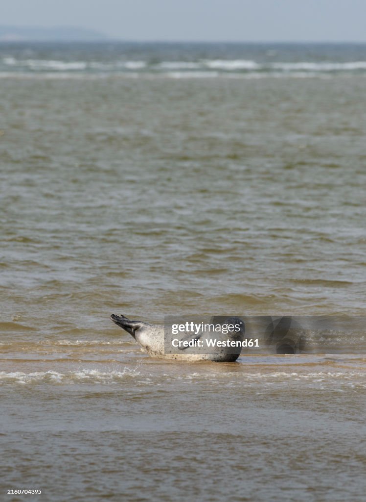Seal resting in Wadden sea of Netherlands