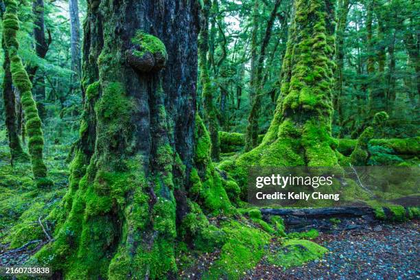lake gunn nature walk - ilha do sul da nova zelândia imagens e fotografias de stock