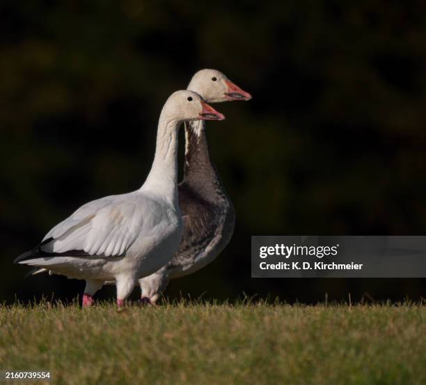 snow geese side by side - schneegans stock-fotos und bilder