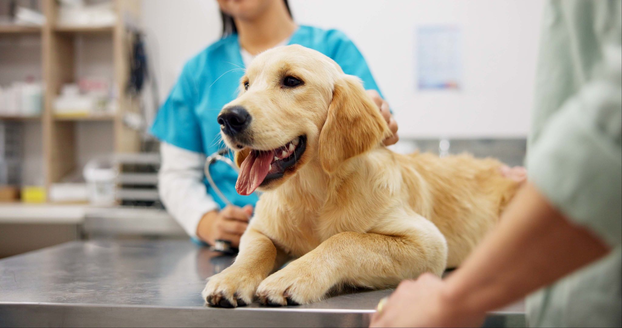 dog health check