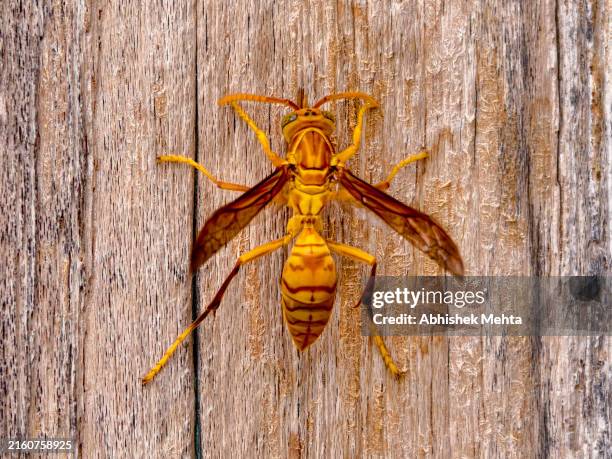 Indian Wasp Insect 264 India Wasps Stock Photos, High-Res Pictures, and Images - Getty Images