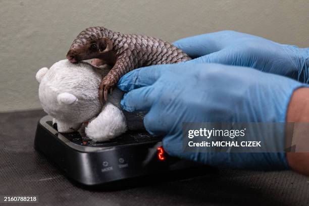 Keeper places a baby Chinese Pangolin on a scale to weigh it at the Prague Zoo on July 2024. It is the second Pangolin that was born in a zoo in...
