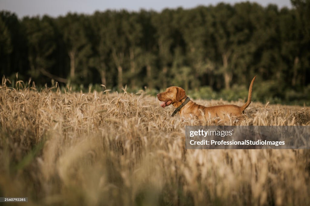 Cane cacciatore in un campo di grano al tramonto