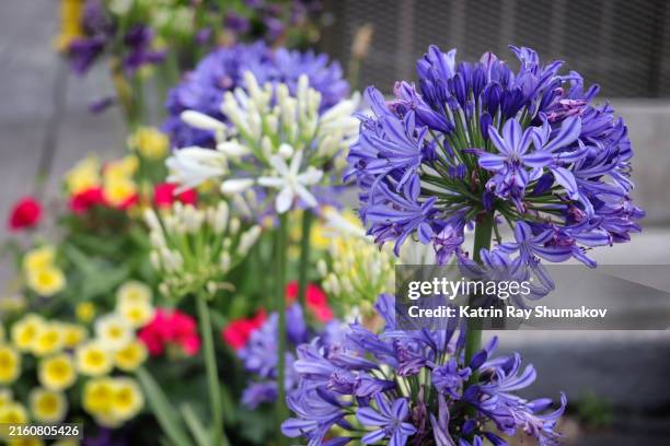 your summer flower garden - african lily stock pictures, royalty-free photos & images
