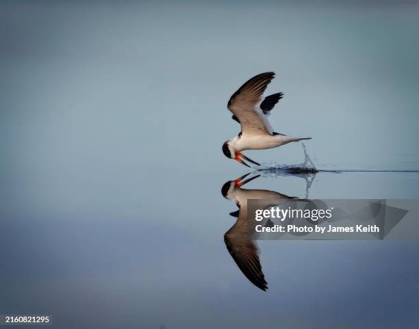 a black skimmer feeding on a mirror like lagoon. - rayador negro fotografías e imágenes de stock
