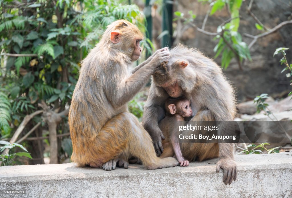 Monkeys family living in Swayambhunath temple (other name called Monkey temple) this place is one of the holiest Buddhist temple in Kathmandu, Nepal.