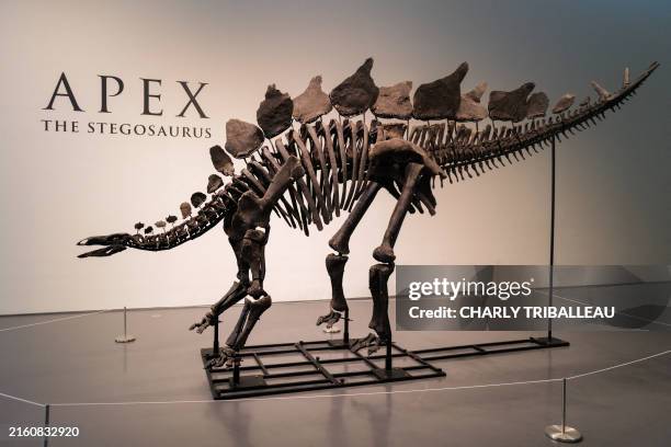 Million-year-old fossil of Stegosaurus specimen is on display at Sotheby's in New York on July 10, 2024. The fossil dubbed "Apex" by the...