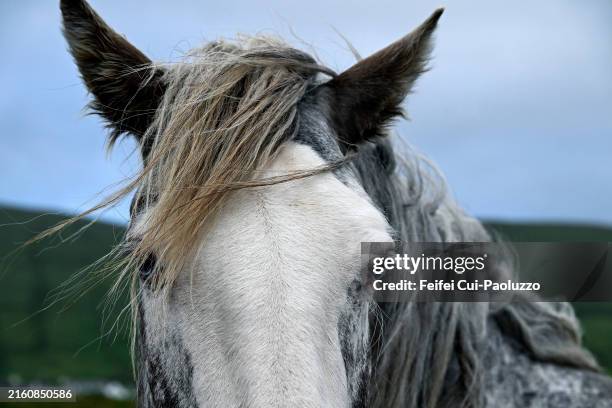 close-up of the head of a horse in summer - animal mane stock pictures, royalty-free photos & images