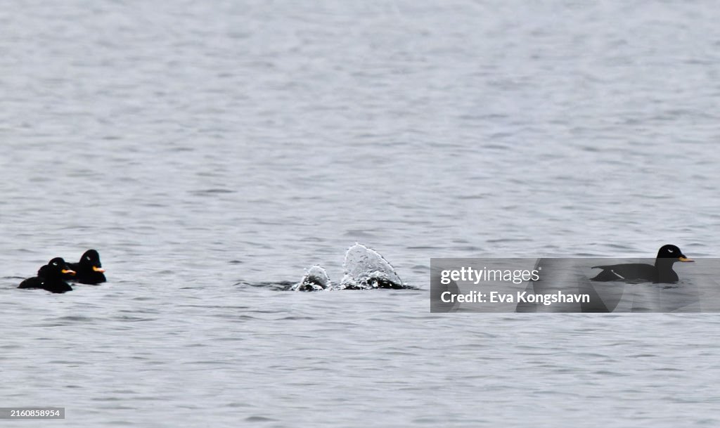 One of the ducks is diving down into the ocean