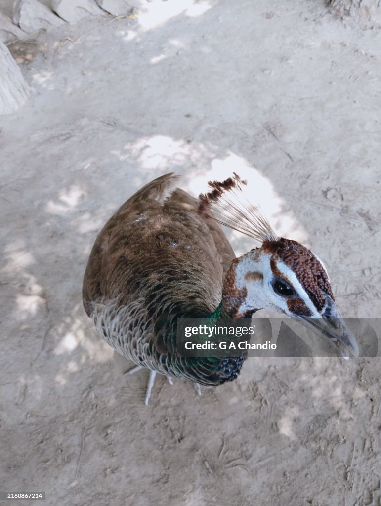 Pavão, pavoa, pássaro, fêmea, de, pavão, morni, animal, animais selvagens, paonne, pava real, pfauhenne, pavona, closeup, vista, imagem banco de fotos