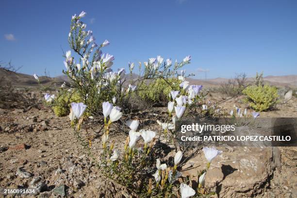 View of the Atacama Desert covered by flowers in Copiapo, Chile, taken on July 10, 2024. The Atacama Desert, the driest desert on the planet, was...