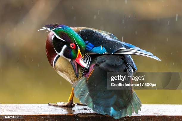 close-up of puffin with fish in beak,burnaby,british columbia,canada - andrake bildbanksfoton och bilder