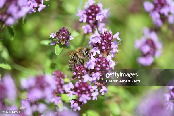thymus with a bee - thyme stock pictures, royalty-free photos & images