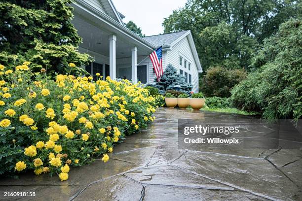 borde de flor de caléndula amarilla en la pasarela de la casa empapada por la lluvia - perennifolio fotografías e imágenes de stock