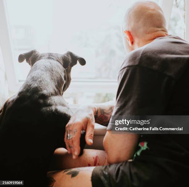a man and his dog gaze out a window together - kindness stock pictures, royalty-free photos & images