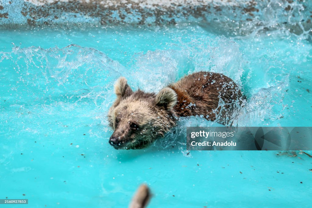 Bears cool off in Turkiye's Konya